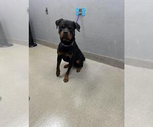 Rottweiler-Unknown Mix Dogs for adoption in Las Vegas, NV, USA