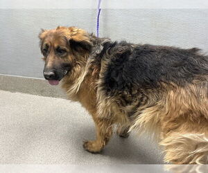 German Shepherd Dog-Unknown Mix Dogs for adoption in Las Vegas, NV, USA