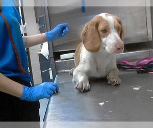 Bagle Hound Dogs for adoption in Fayetteville, NC, USA