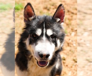 Alusky Dogs for adoption in Guthrie, OK, USA