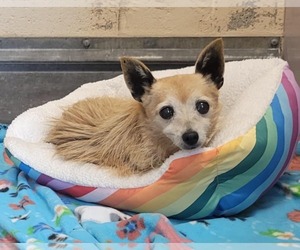 Mutt Dogs for adoption in Martinez, CA, USA