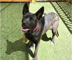 Mutt Dogs for adoption in Las Vegas, NV, USA