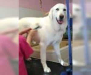 Great Pyrenees-Unknown Mix Dogs for adoption in Lakeport, CA, USA