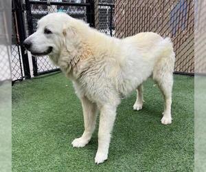 Great Pyrenees Dogs for adoption in Norco, CA, USA
