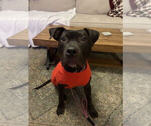 Mutt Dogs for adoption in Springdale, PA, USA