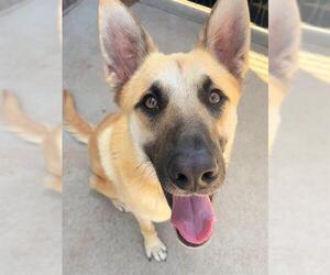 German Shepherd Dog Dogs for adoption in Sacramento, CA, USA