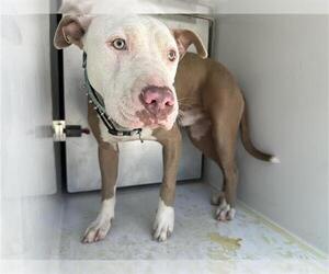American Pit Bull Terrier-Unknown Mix Dogs for adoption in Houston, TX, USA