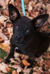 Pembroke Welsh Corgi-Schipperke Mix Dogs for adoption in Cool Ridge, WV, USA