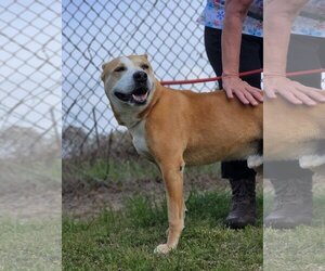 Akita-Labrador Retriever Mix Dogs for adoption in Orangeburg, SC, USA