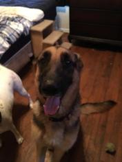 German Shepherd Dog Dogs for adoption in Coldwater, MI, USA