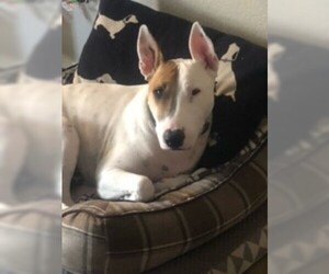 Bull Terrier Dogs for adoption in Chandler, AZ, USA