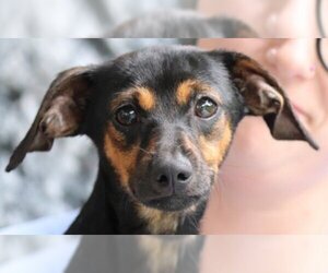 Chiweenie Dogs for adoption in Yardley, PA, USA