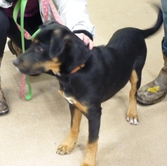 Labrottie Dogs for adoption in Zanesville, OH, USA