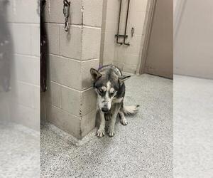 Siberian Husky Dogs for adoption in Conroe, TX, USA