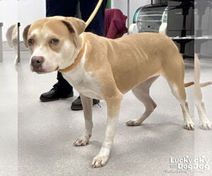 Labrador Retriever-Unknown Mix Dogs for adoption in Washington, DC, USA