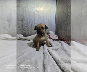 Chihuahua-Unknown Mix Dogs for adoption in San Antonio, TX, USA