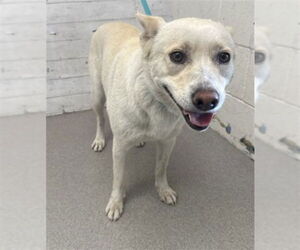 Siberian Husky Dogs for adoption in San Bernardino, CA, USA