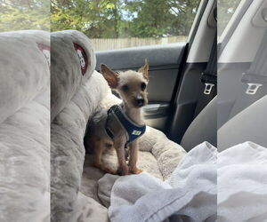 Mutt Dogs for adoption in Raleigh, NC, USA