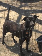 Lab-Pointer Dogs for adoption in Woodstock, IL, USA