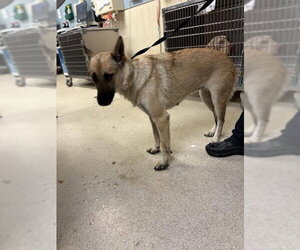 German Shepherd Dog Dogs for adoption in Riverside, CA, USA