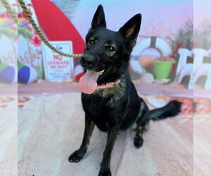 German Shepherd Dog Dogs for adoption in Long Beach, CA, USA
