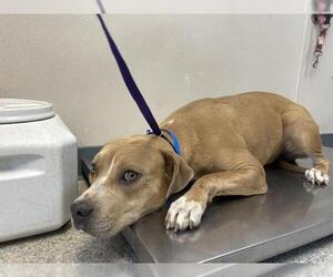 American Pit Bull Terrier-Unknown Mix Dogs for adoption in Visalia, CA, USA
