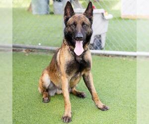 Mutt Dogs for adoption in Camarillo, CA, USA