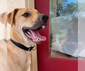 Labrador Retriever Dogs for adoption in Austin, TX, USA