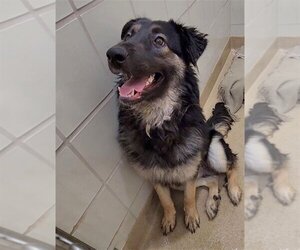 German Shepherd Dog Dogs for adoption in Derwood, MD, USA