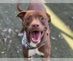 American Pit Bull Terrier-Labrador Retriever Mix Dogs for adoption in Charlotte, NC, USA