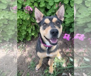 Australian Kelpie-Unknown Mix Dogs for adoption in Yuba City, CA, USA