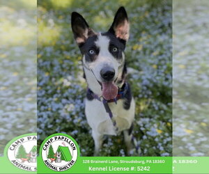 Siberian Husky-Unknown Mix Dogs for adoption in Stroudsburg, PA, USA