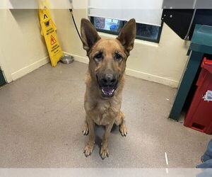 German Shepherd Dog Dogs for adoption in Pasadena, CA, USA