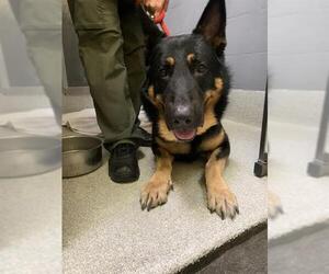 German Shepherd Dog Dogs for adoption in Alameda, CA, USA