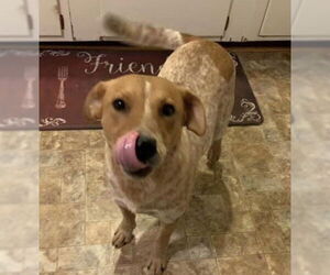 Mutt Dogs for adoption in Garden City, NY, USA