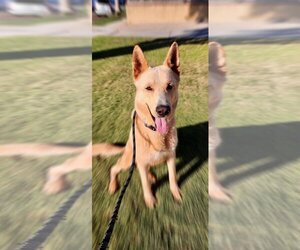 Mutt Dogs for adoption in Newport Beach, CA, USA