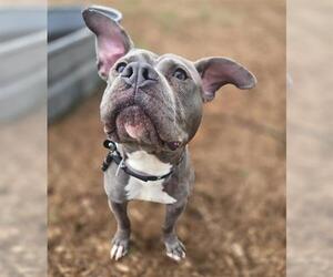American Staffordshire Terrier-Unknown Mix Dogs for adoption in Denver, CO, USA