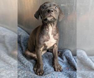 Labrador Retriever-Unknown Mix Dogs for adoption in San Antonio, TX, USA
