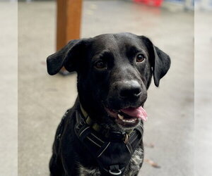 Labrador Retriever-Unknown Mix Dogs for adoption in Alameda, CA, USA