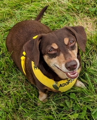 Doxle Dogs for adoption in Bealeton, VA, USA