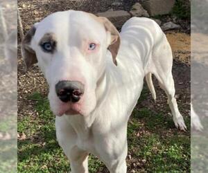 Great Dane Dogs for adoption in Eureka Springs, AR, USA