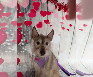 Mutt Dogs for adoption in bloomington, IL, USA
