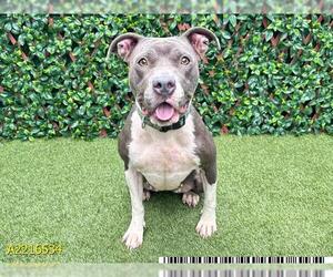 American Pit Bull Terrier Dogs for adoption in West Palm Beach, FL, USA