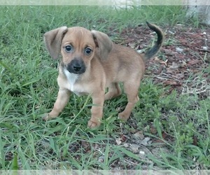 Chiweenie Dogs for adoption in Tampa, FL, USA