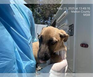 German Shepherd Dog-Unknown Mix Dogs for adoption in Ocala, FL, USA