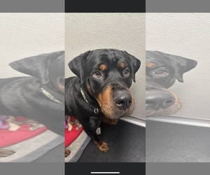 Rottweiler Dogs for adoption in Valparaiso, IN, USA