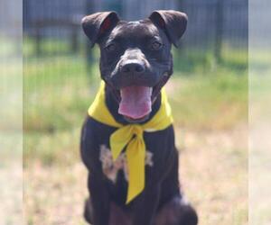American Staffordshire Terrier-Unknown Mix Dogs for adoption in San Antonio, TX, USA