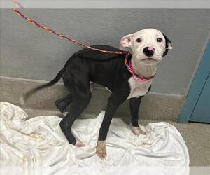 American Pit Bull Terrier-Unknown Mix Dogs for adoption in Las Vegas, NV, USA