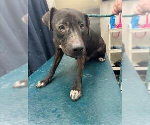 Labrador Retriever-Unknown Mix Dogs for adoption in Mobile, AL, USA