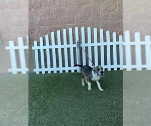 Chinese Shar-Pei-Unknown Mix Dogs for adoption in Modesto, CA, USA